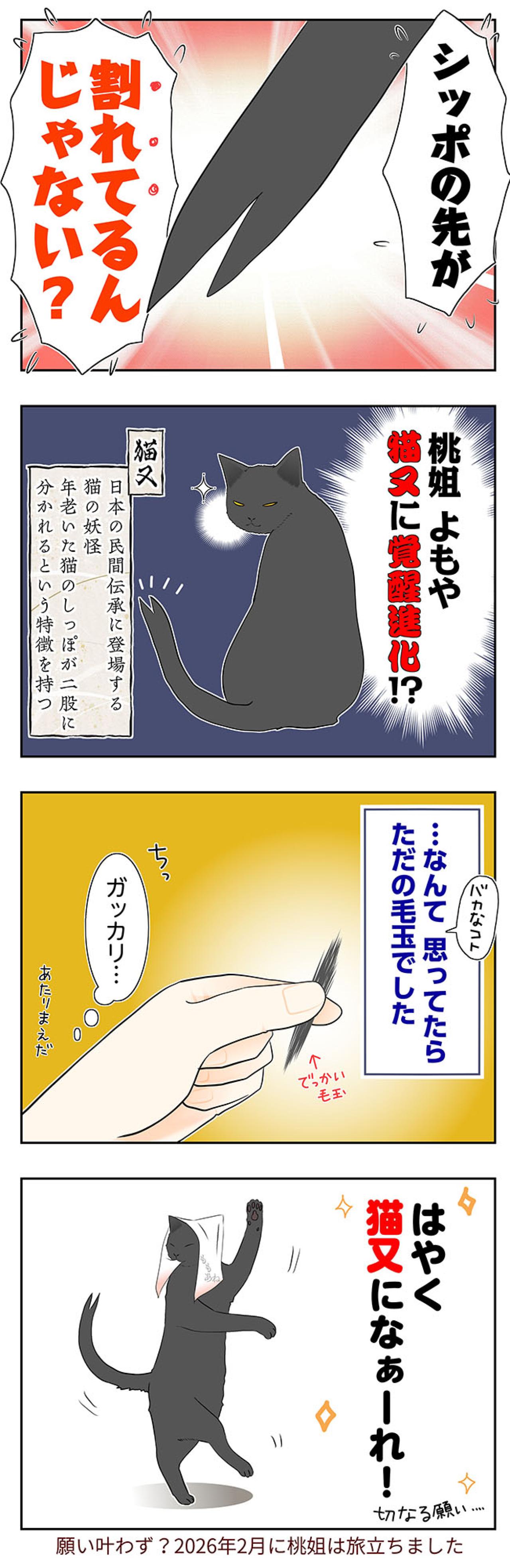 【マンガ・老猫日誌＃59】桃姐とうとう覚醒？〜19歳の元保護猫・桃姐（画像3）