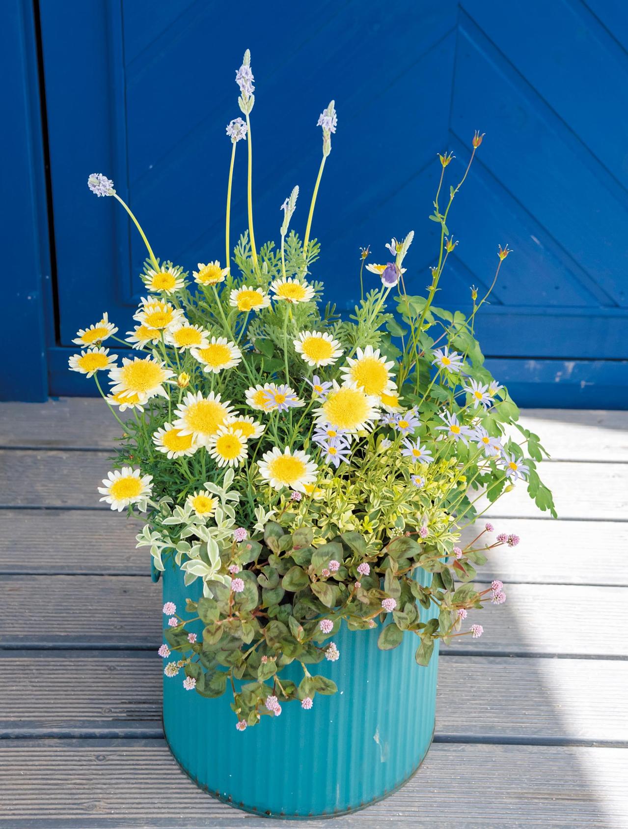人気園芸店・店主【オニちゃん】が提案！ イエロー＆ホワイトの「春の寄せ植え」（画像2）