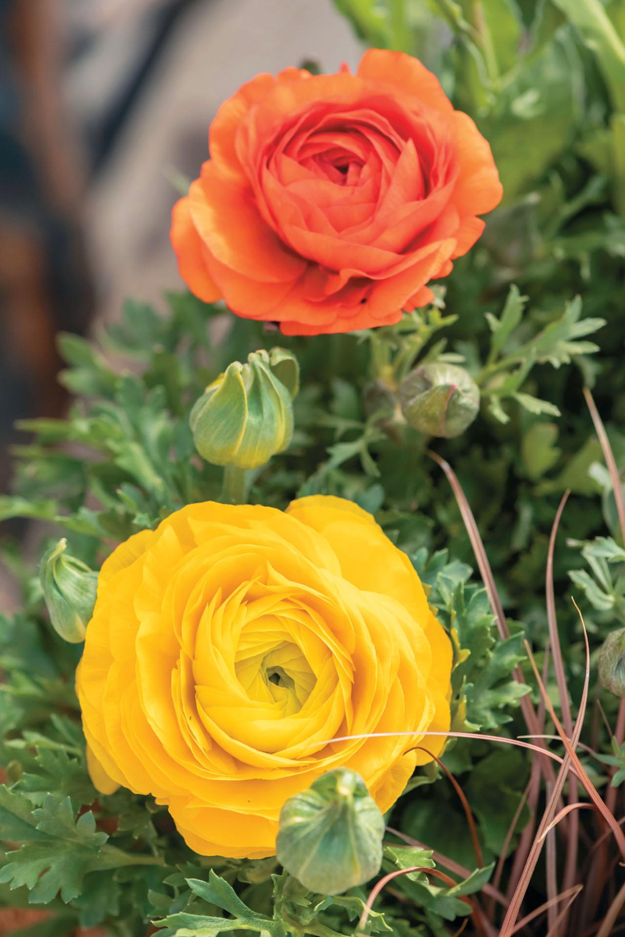 フローラ黒田園芸・黒田健太郎さんが提案【ラナンキュラスの寄せ植え】ビタミンカラーで春の庭を明るく！（画像6）