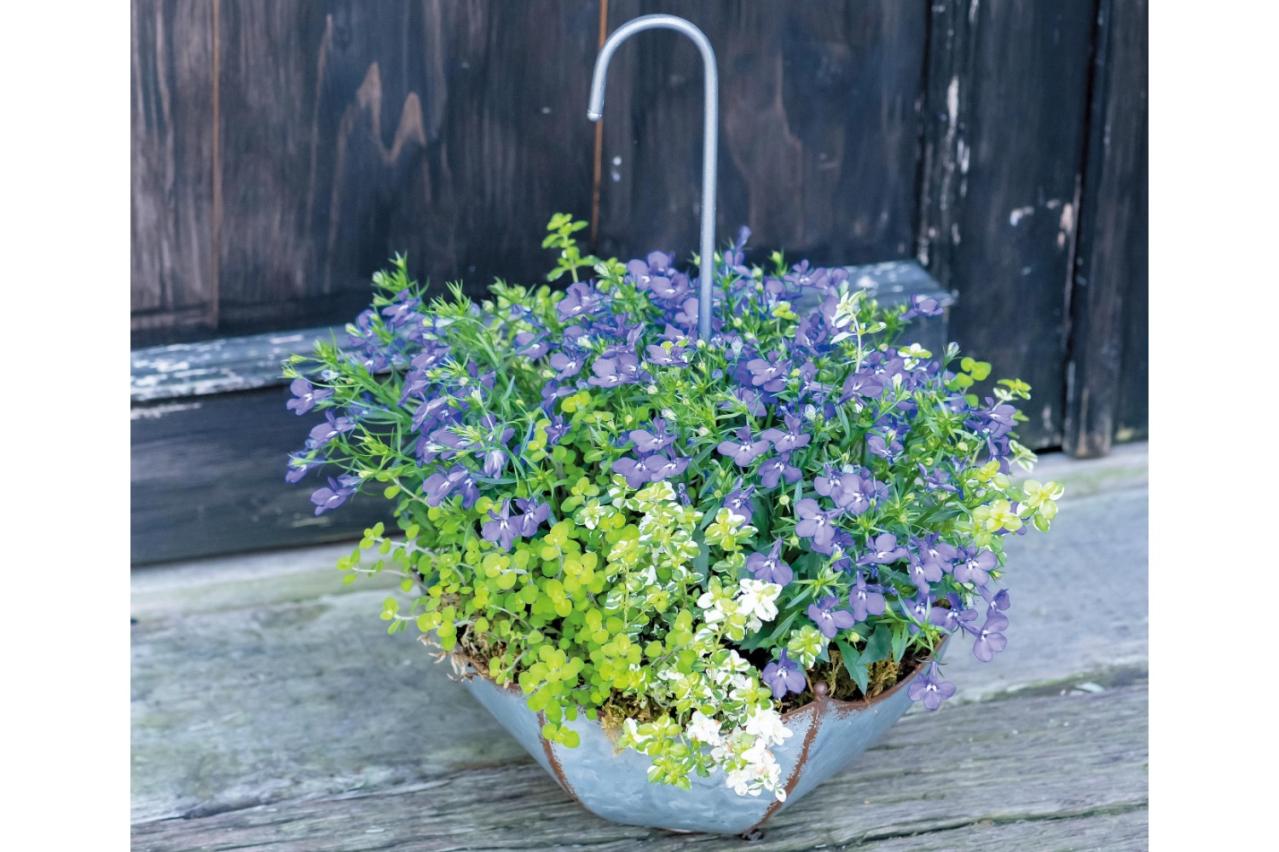 春に植えて長く楽しむ！【オニちゃん】のパープル＆ブルーの寄せ植え