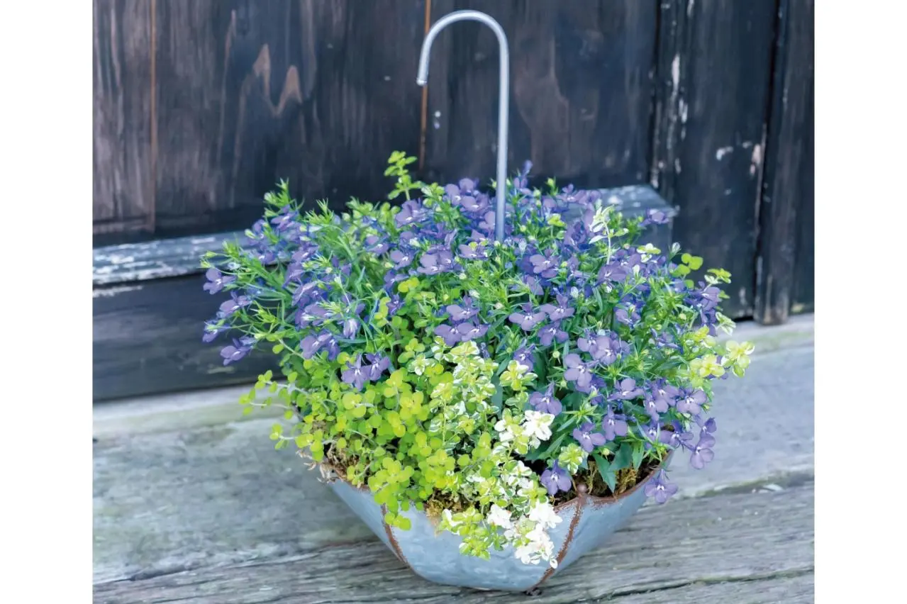 寄せ植え花　パルプンテ 　ブルージャスミン 春に植えて長く楽しむ！【オニちゃん】のパープル＆ブルーの寄せ植え