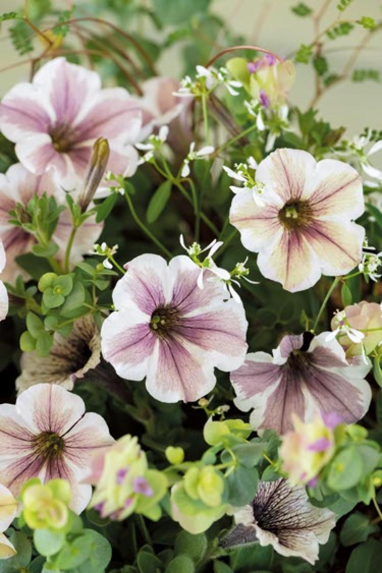 春に植えて長く楽しむ！【オニちゃん】のパープル＆ブルーの寄せ植え（画像4）