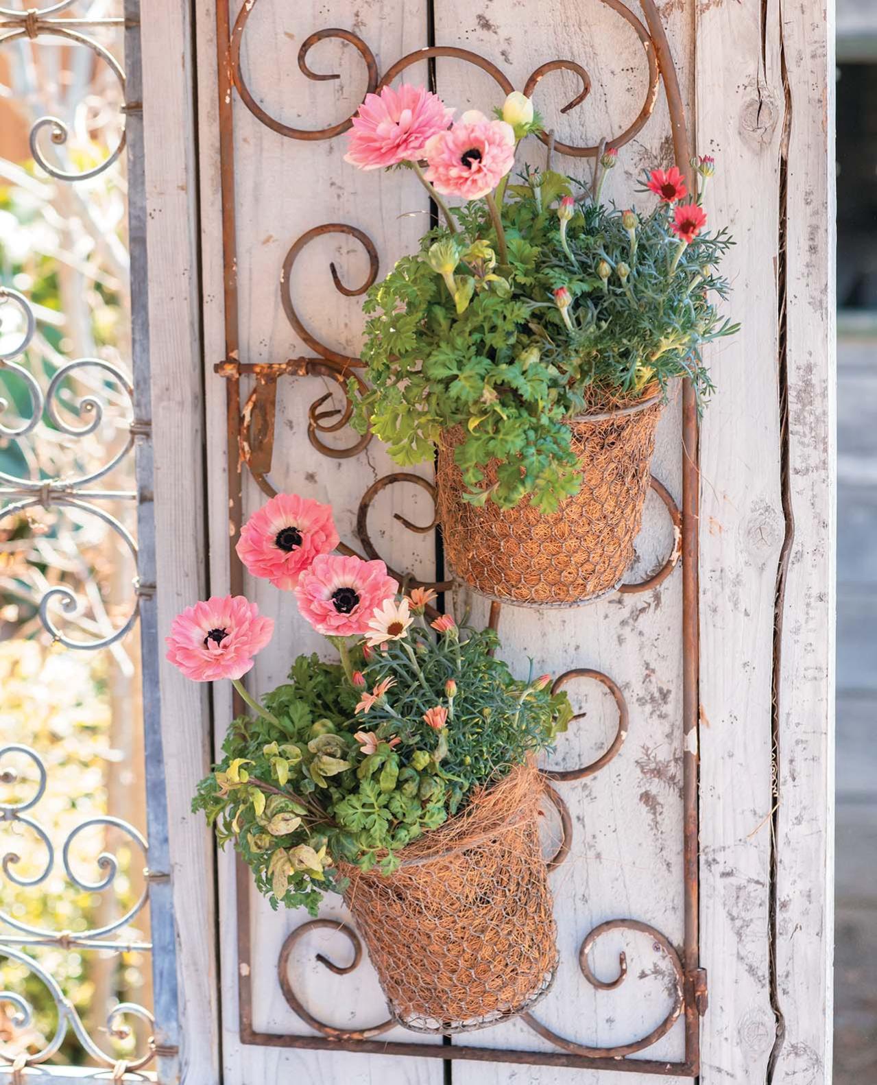 春を彩る【アネモネの寄せ植え】フローラ黒田園芸・黒田健太郎さんのおしゃれなバスケットアレンジ（画像2）