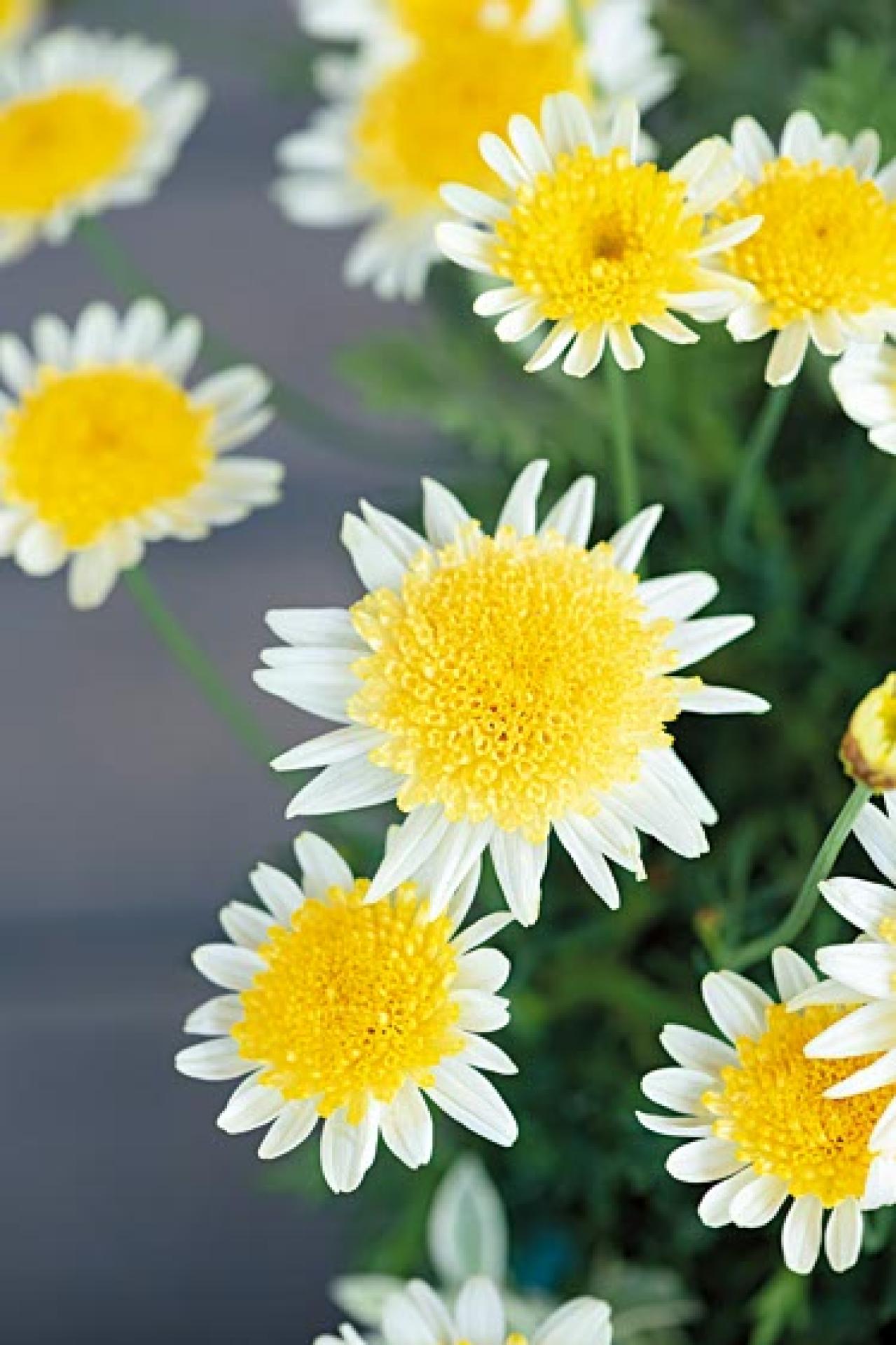 人気園芸店・店主【オニちゃん】が提案！ イエロー＆ホワイトの「春の寄せ植え」（画像4）