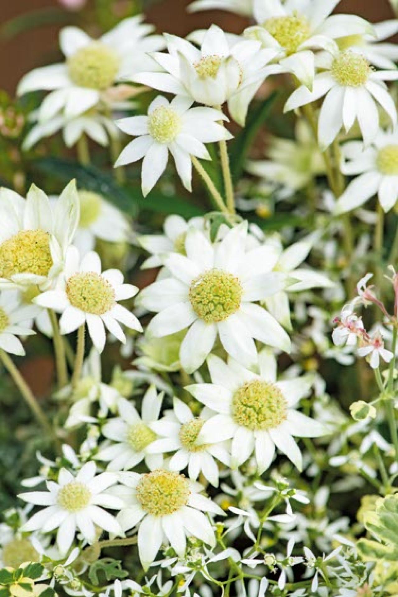 人気園芸店・店主【オニちゃん】が提案！ イエロー＆ホワイトの「春の寄せ植え」（画像7）