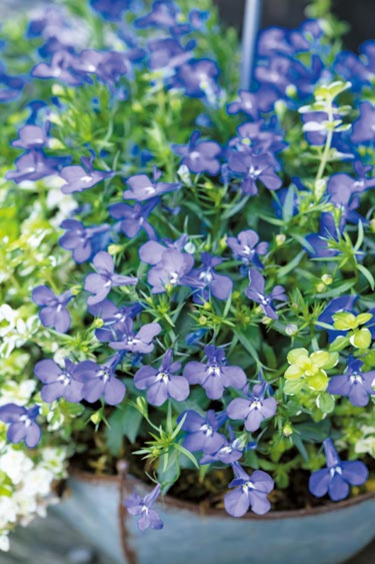 春に植えて長く楽しむ！【オニちゃん】のパープル＆ブルーの寄せ植え（画像7）