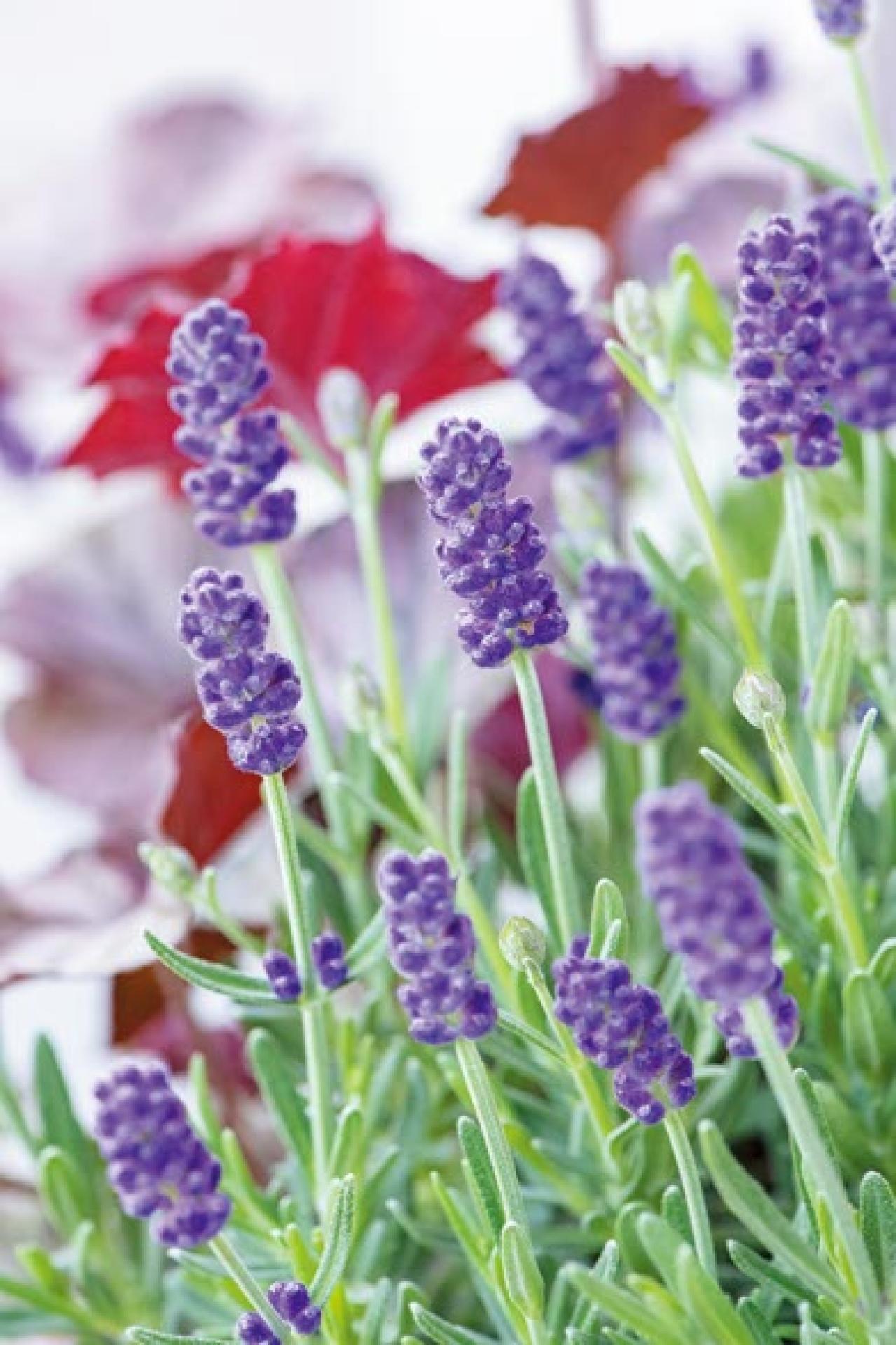 春に植えて長く楽しむ！【オニちゃん】のパープル＆ブルーの寄せ植え（画像10）