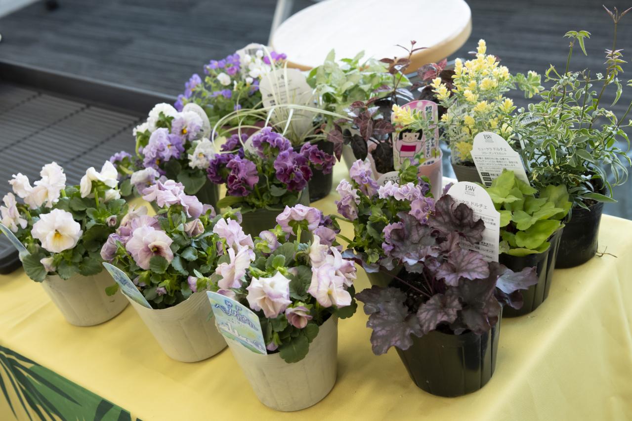 人気YouTuber【オニちゃん】が伝授！おしゃれな「寄せ植え」を作る3つのルールとは？（画像3）