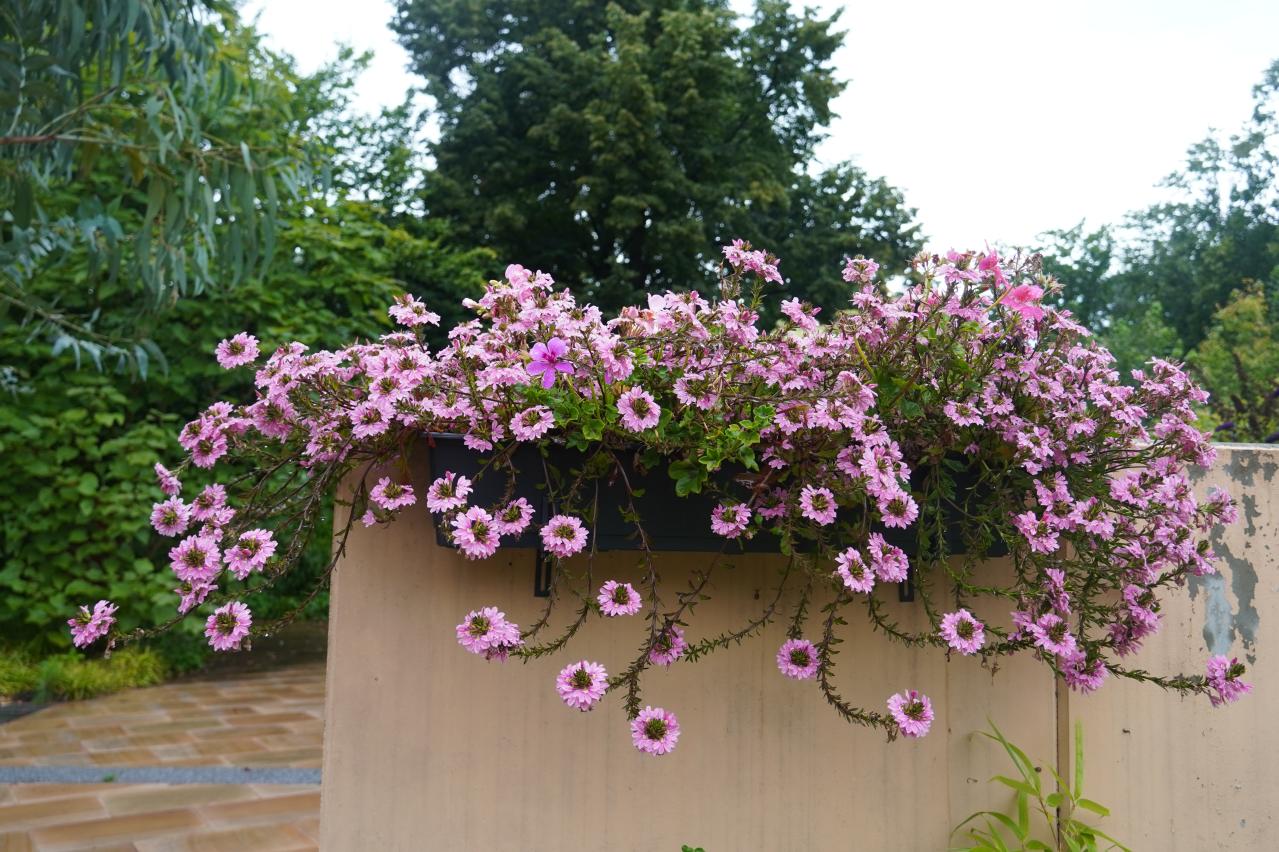 晩春から秋まで咲き続ける！暑さに強いロングランの花［8選］（画像5）