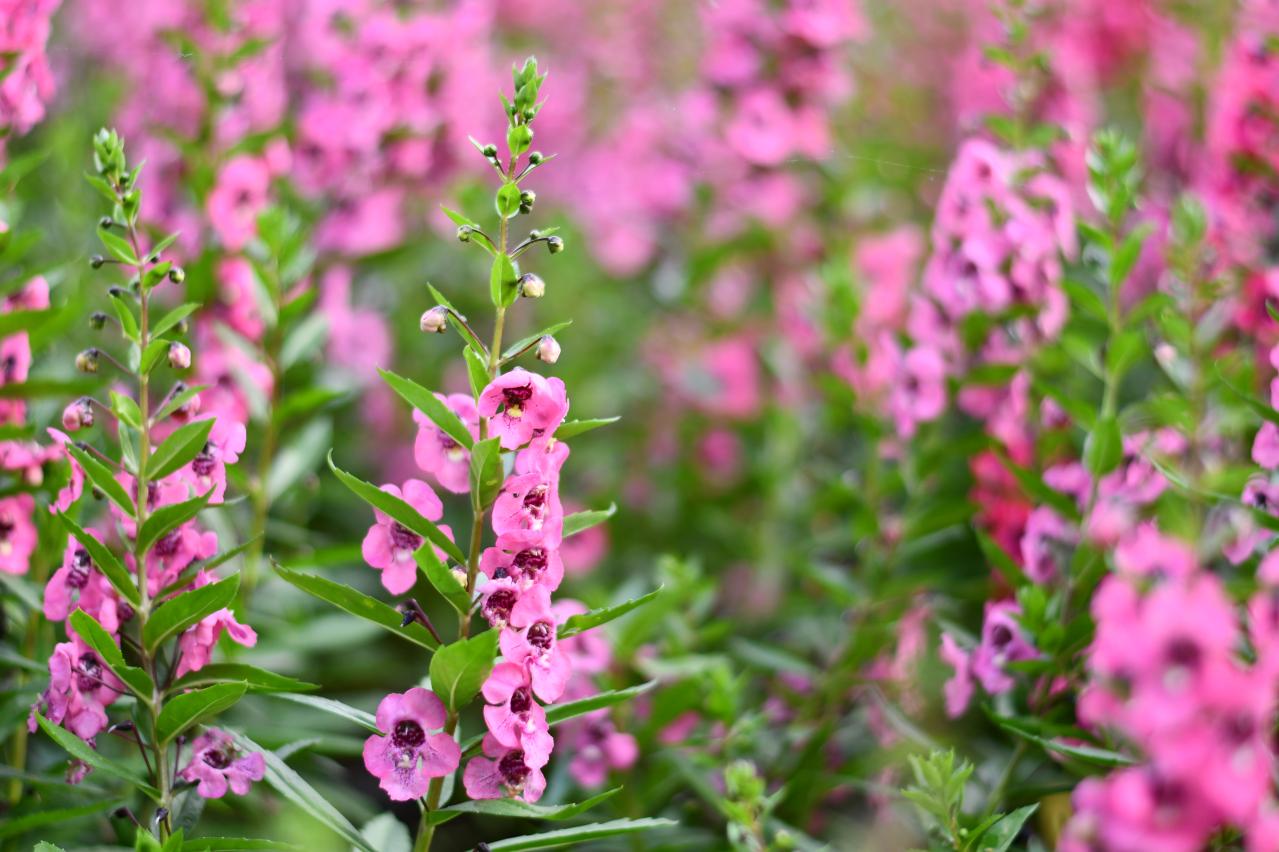 晩春から秋まで咲き続ける！暑さに強いロングランの花［8選］（画像12）