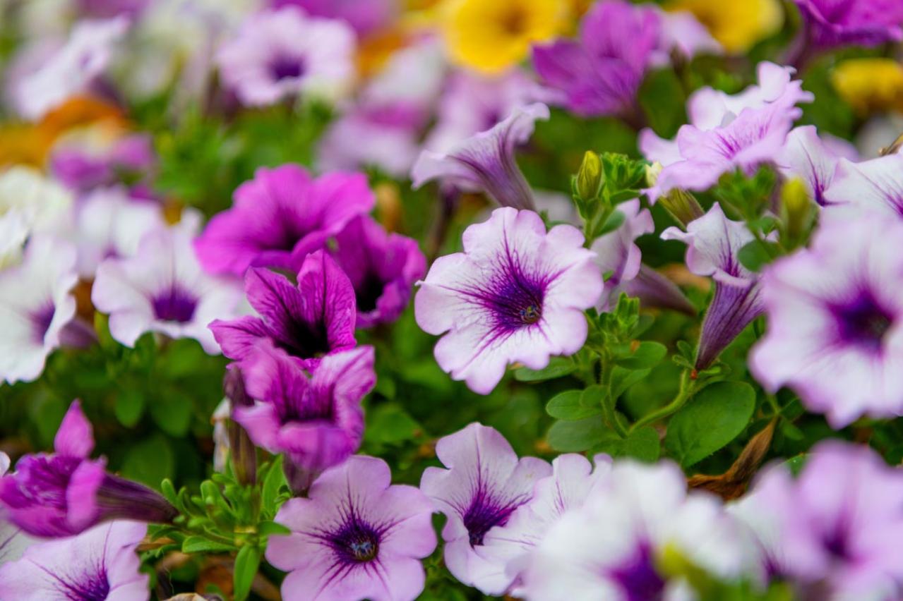 晩春から秋まで咲き続ける！暑さに強いロングランの花［8選］（画像6）