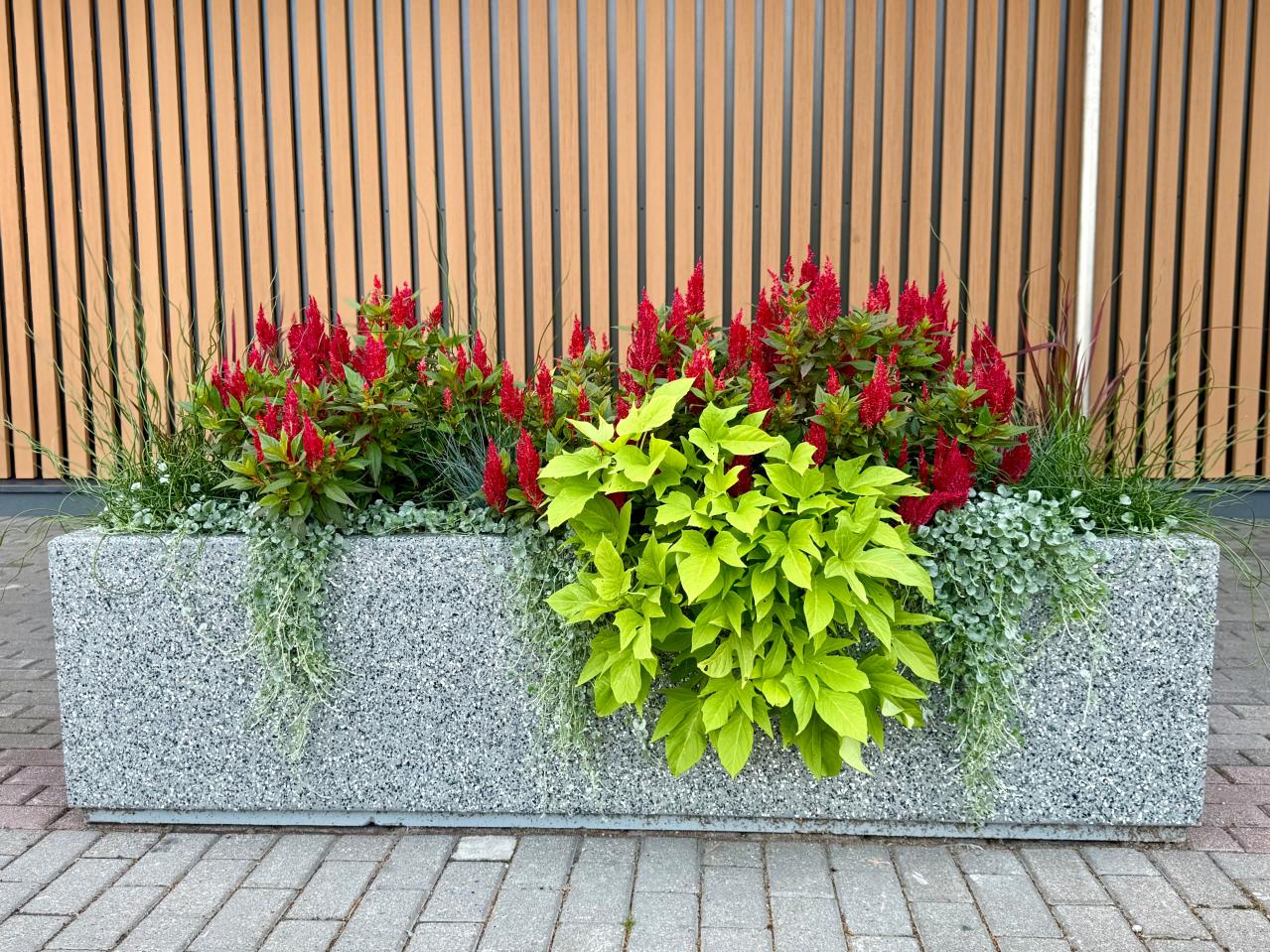 晩春から秋まで咲き続ける！暑さに強いロングランの花［8選］