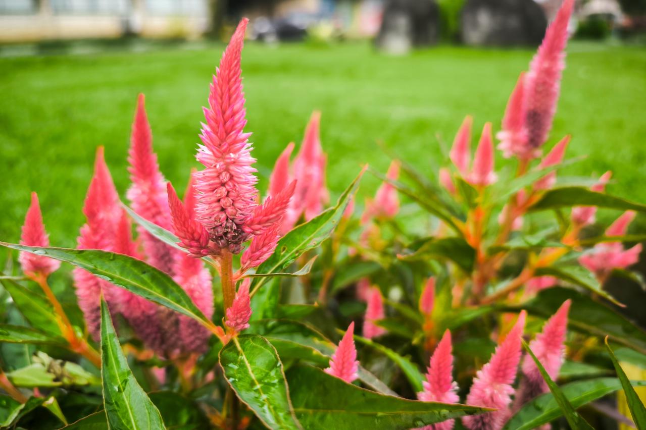 晩春から秋まで咲き続ける！暑さに強いロングランの花［8選］（画像8）