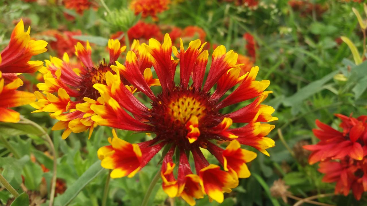 晩春から秋まで咲き続ける！暑さに強いロングランの花［8選］（画像3）