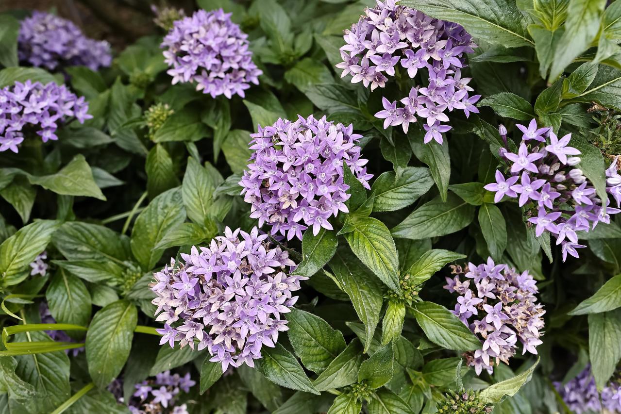 晩春から秋まで咲き続ける！暑さに強いロングランの花［8選］（画像16）