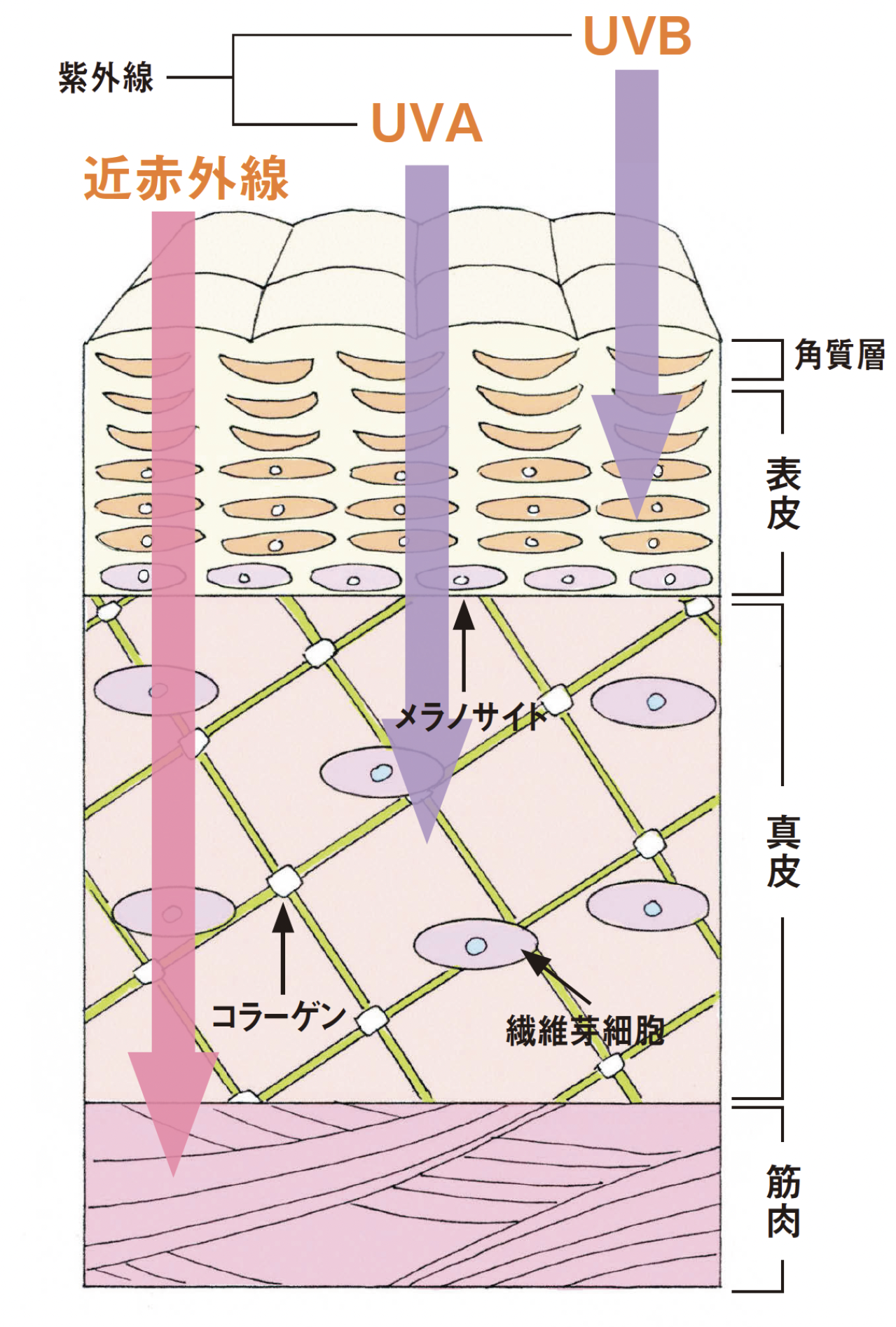 紫外線より実は強力！【近赤外線】がシワやたるみの原因かも!? 対策法を医師が解説（画像5）