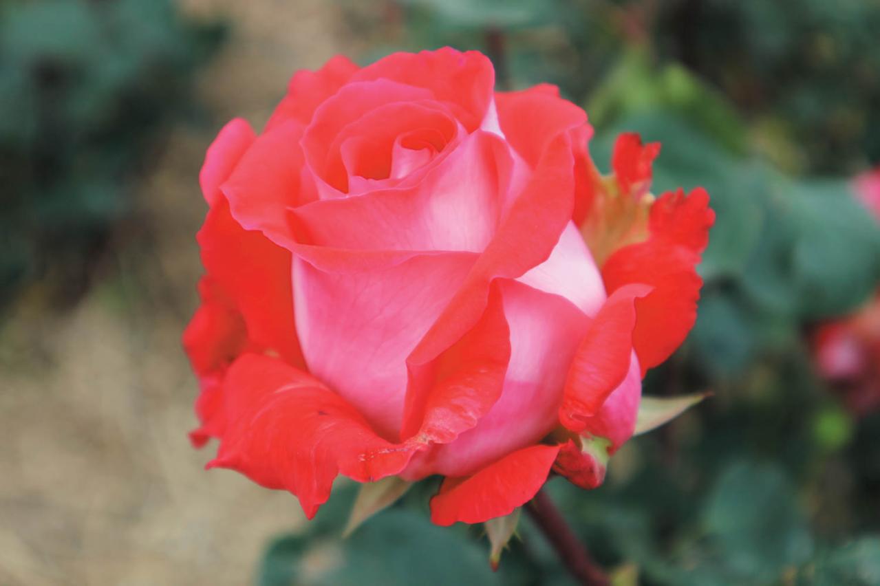 ‘プリンセスかのや’