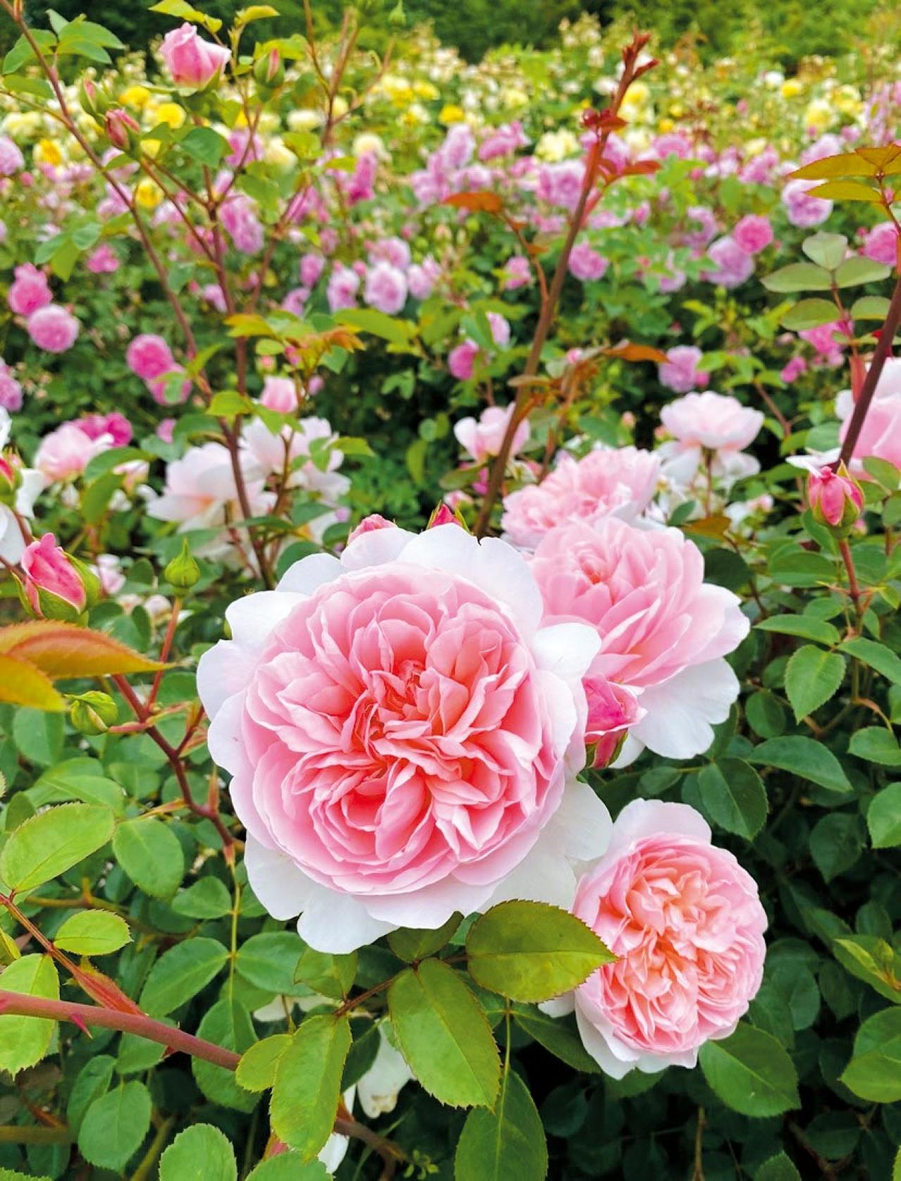 ‘ワイルド・イブ’