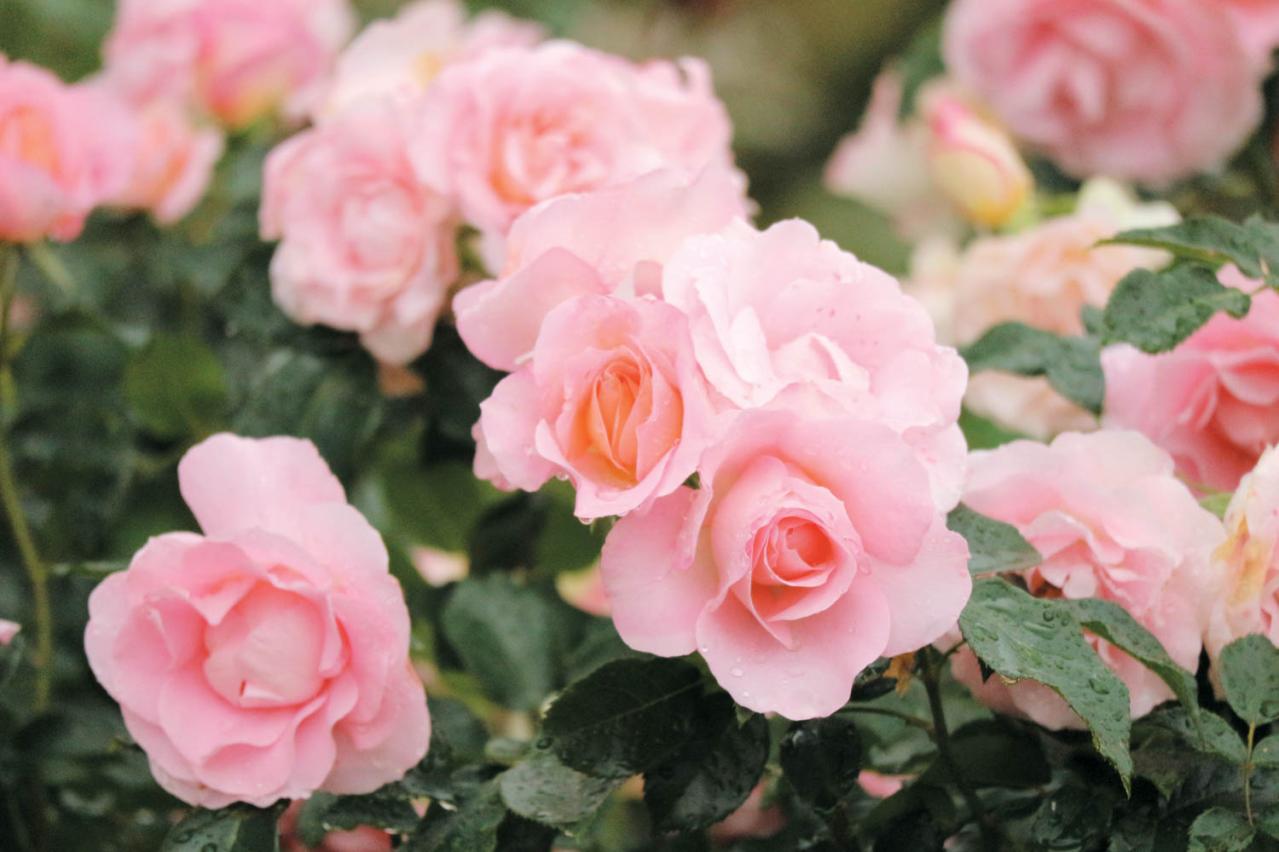 ‘サザン・ホープ’