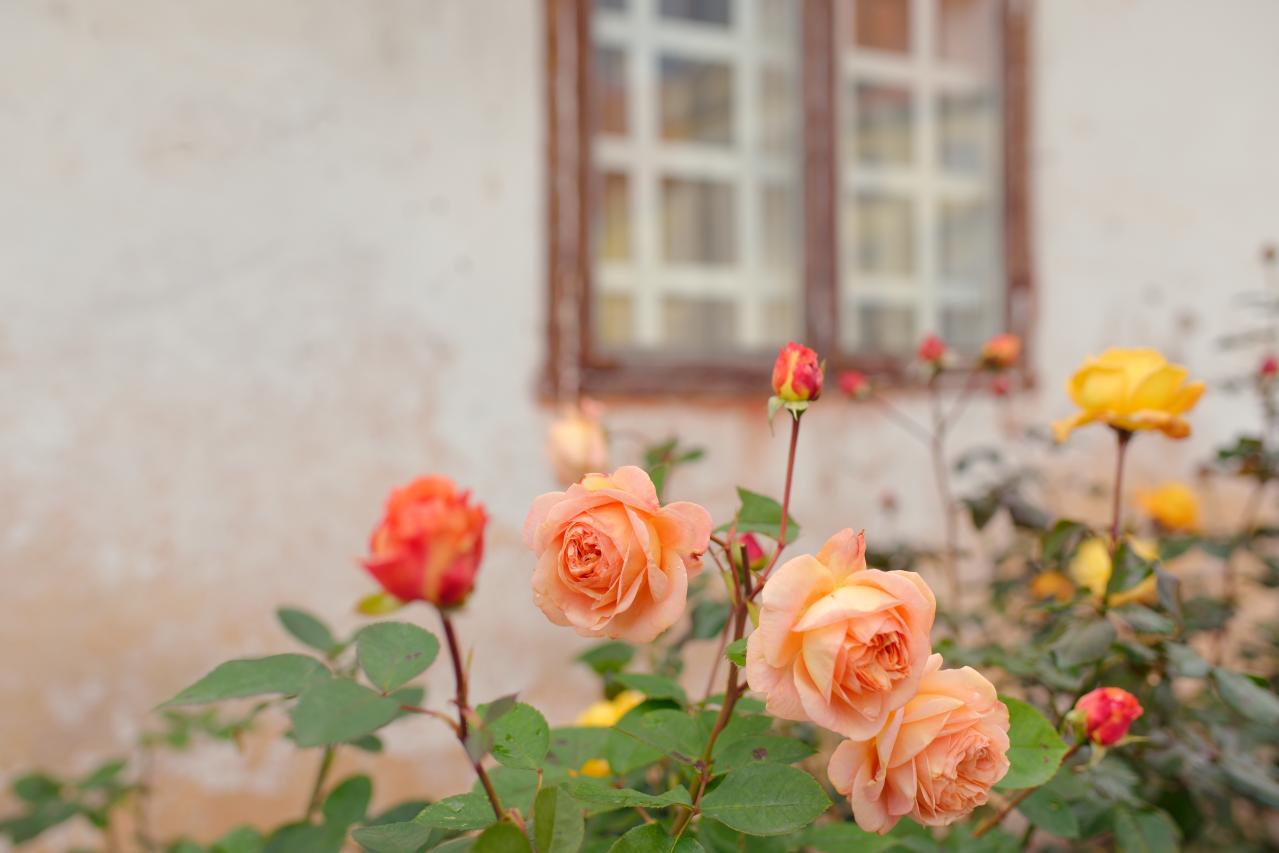 【保存版】バラのアブラムシ対策、何からする？初期に効く駆除のコツと春に増える理由、予防まで丸わかり（画像5）