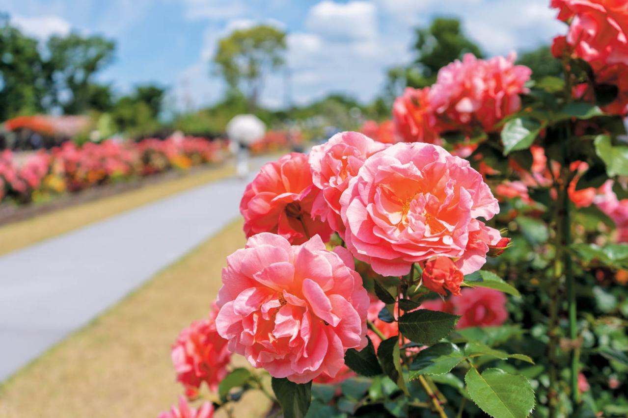 ‘ル・デパール・ド・アヤセ’