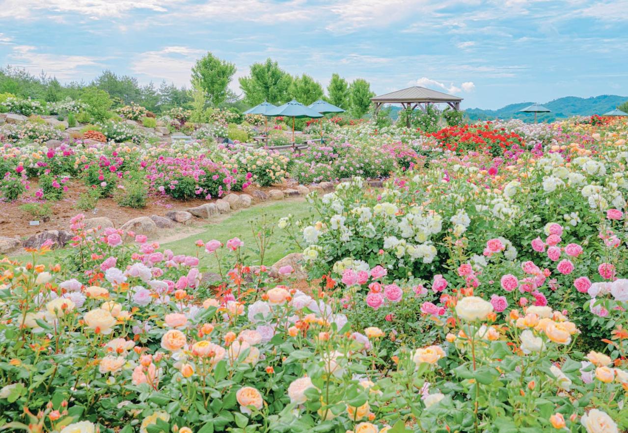 そらの花畑 世羅高原花の森