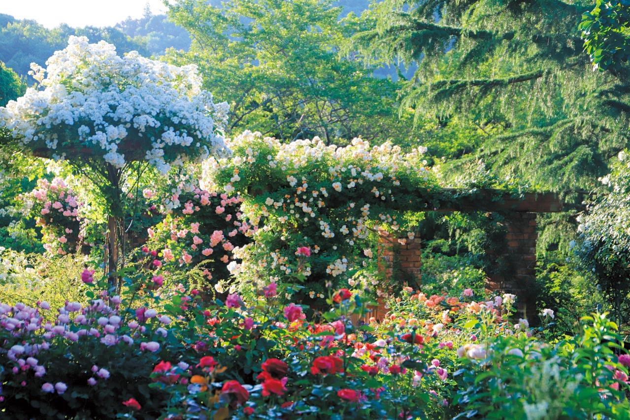 English Garden  ローザンベリー多和田