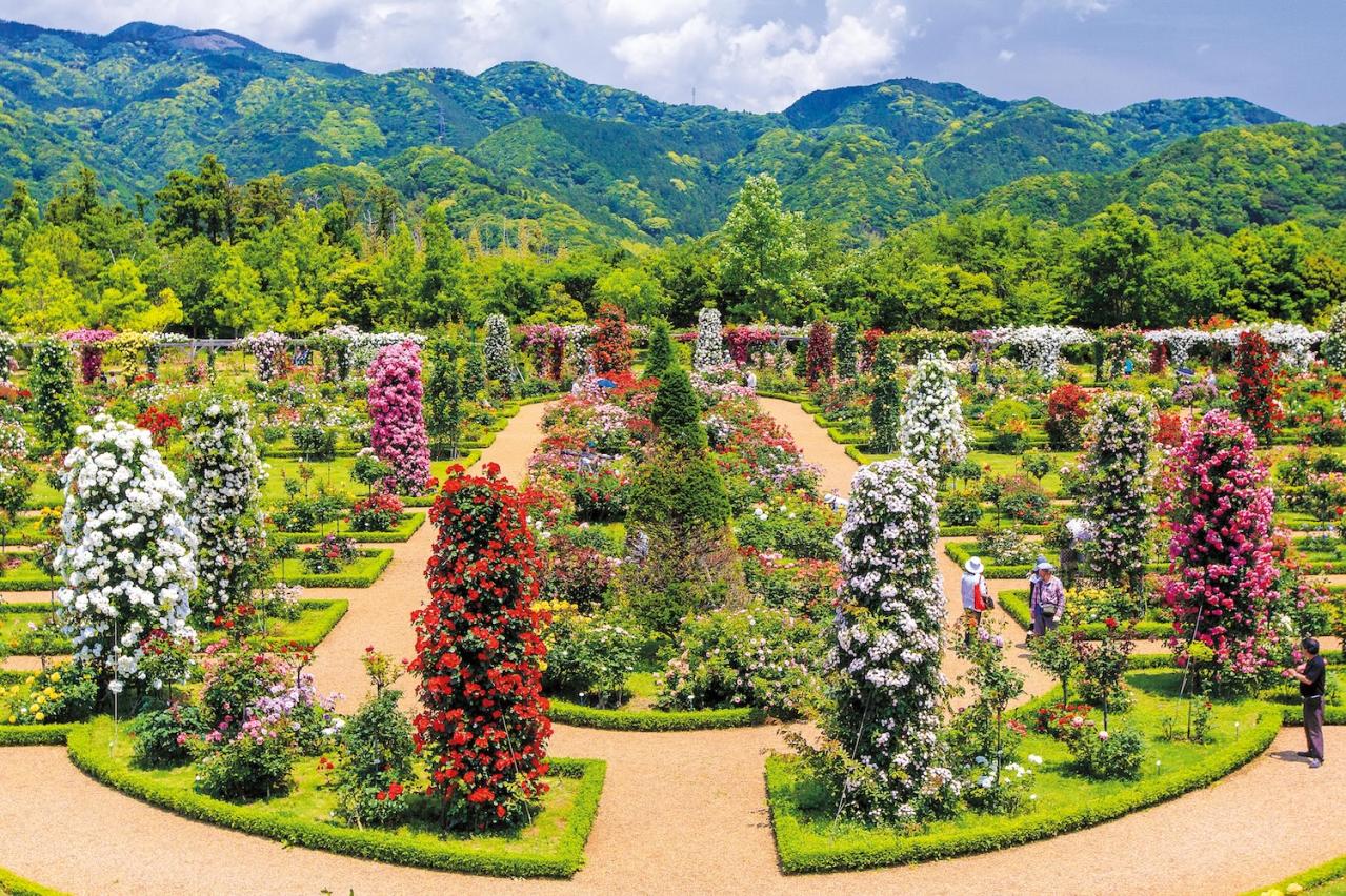 無料で行けるバラ園も！【東日本のローズガーデン】おすすめ3選。4月下旬〜7月上旬が見頃