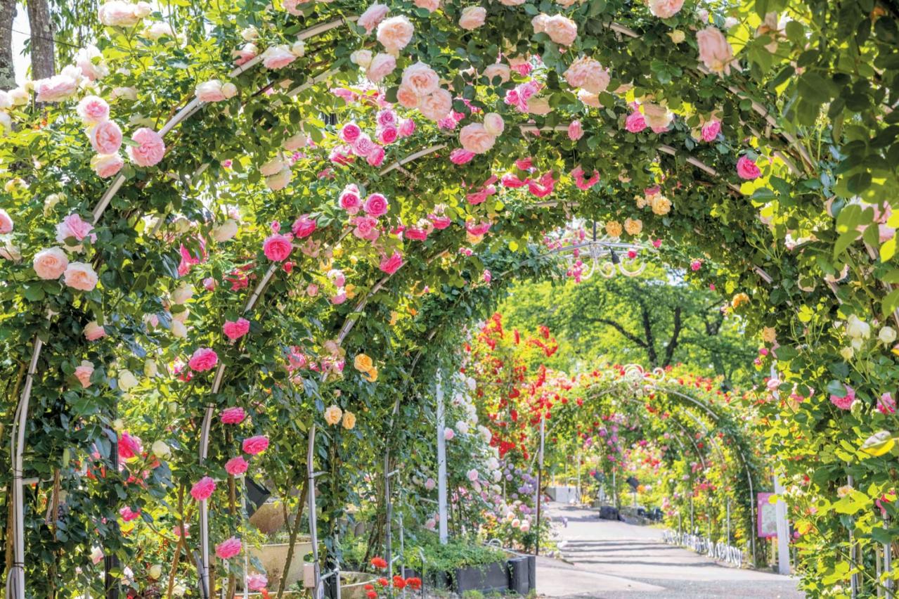 花巻温泉バラ園