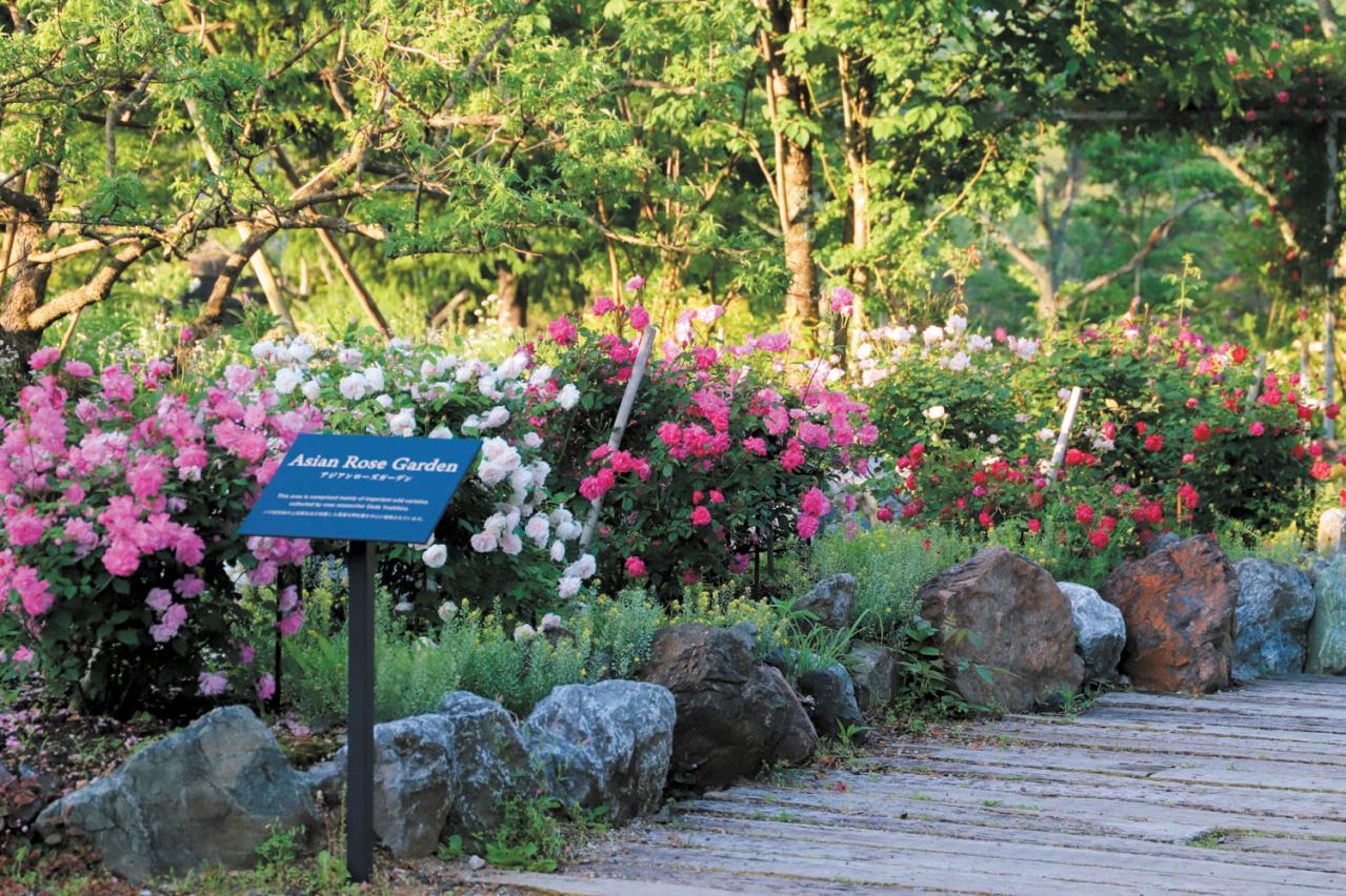 English Garden  ローザンベリー多和田