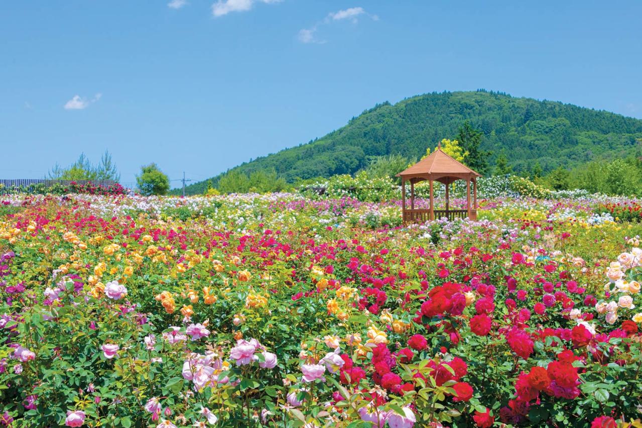 そらの花畑 世羅高原花の森