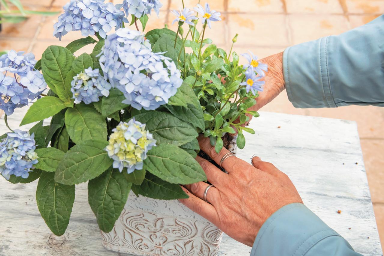 人気ガーデナー土谷ますみさんが作り方を伝授【小さなアジサイの寄せ植え】同系色でまとめてやさしげな印象に（画像16）