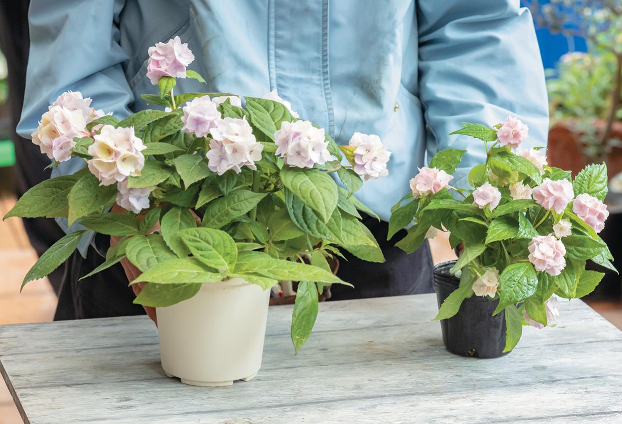 人気ガーデナー土谷ますみさんが作り方を伝授【小さなアジサイの寄せ植え】同系色でまとめてやさしげな印象に（画像5）