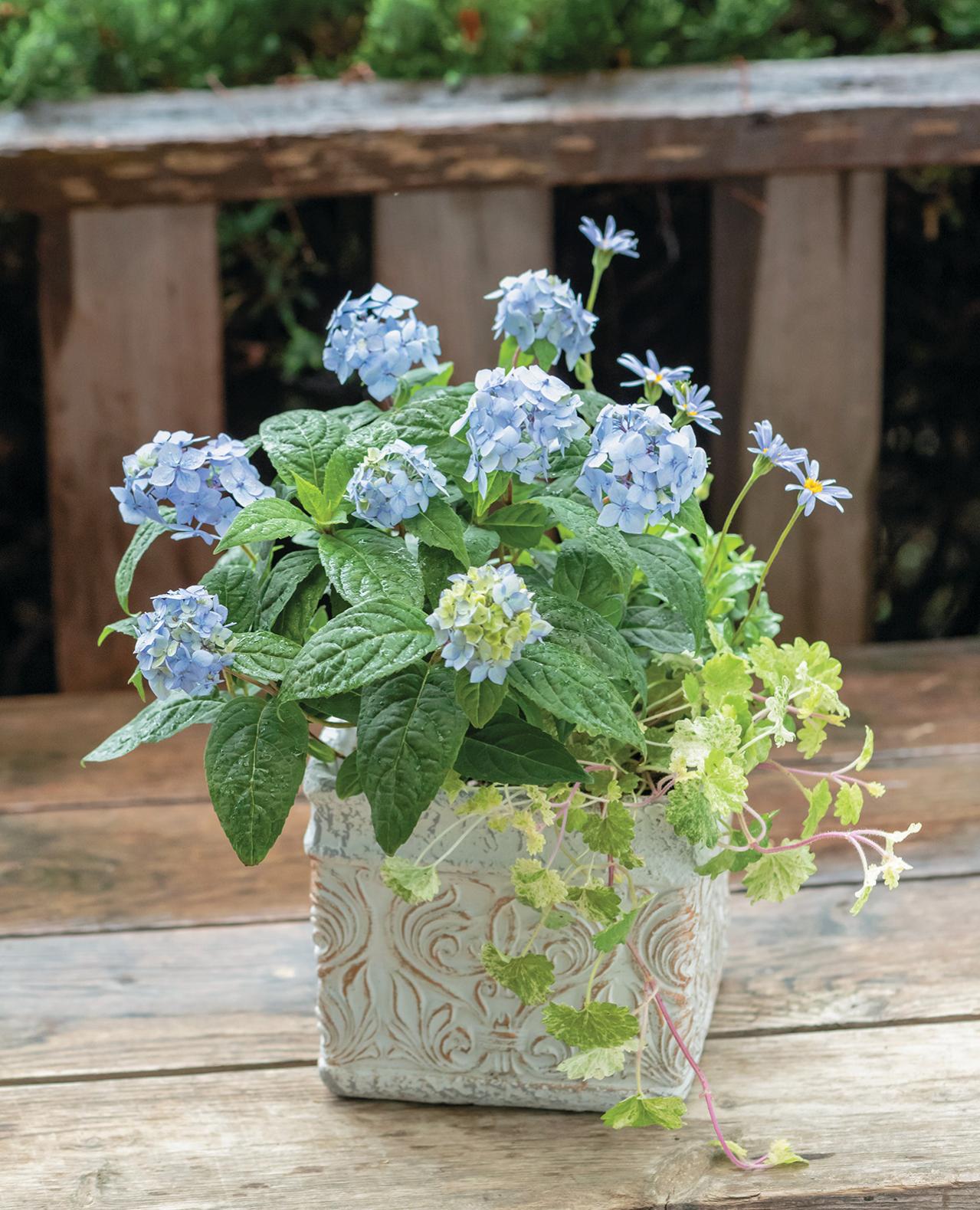 人気ガーデナー土谷ますみさんが作り方を伝授【小さなアジサイの寄せ植え】同系色でまとめてやさしげな印象に（画像3）