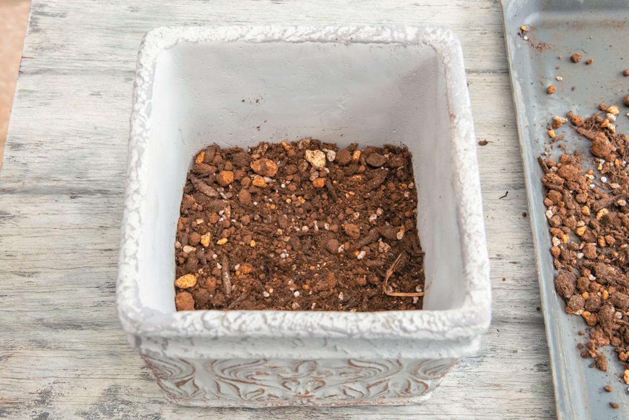 人気ガーデナー土谷ますみさんが作り方を伝授【小さなアジサイの寄せ植え】同系色でまとめてやさしげな印象に（画像11）