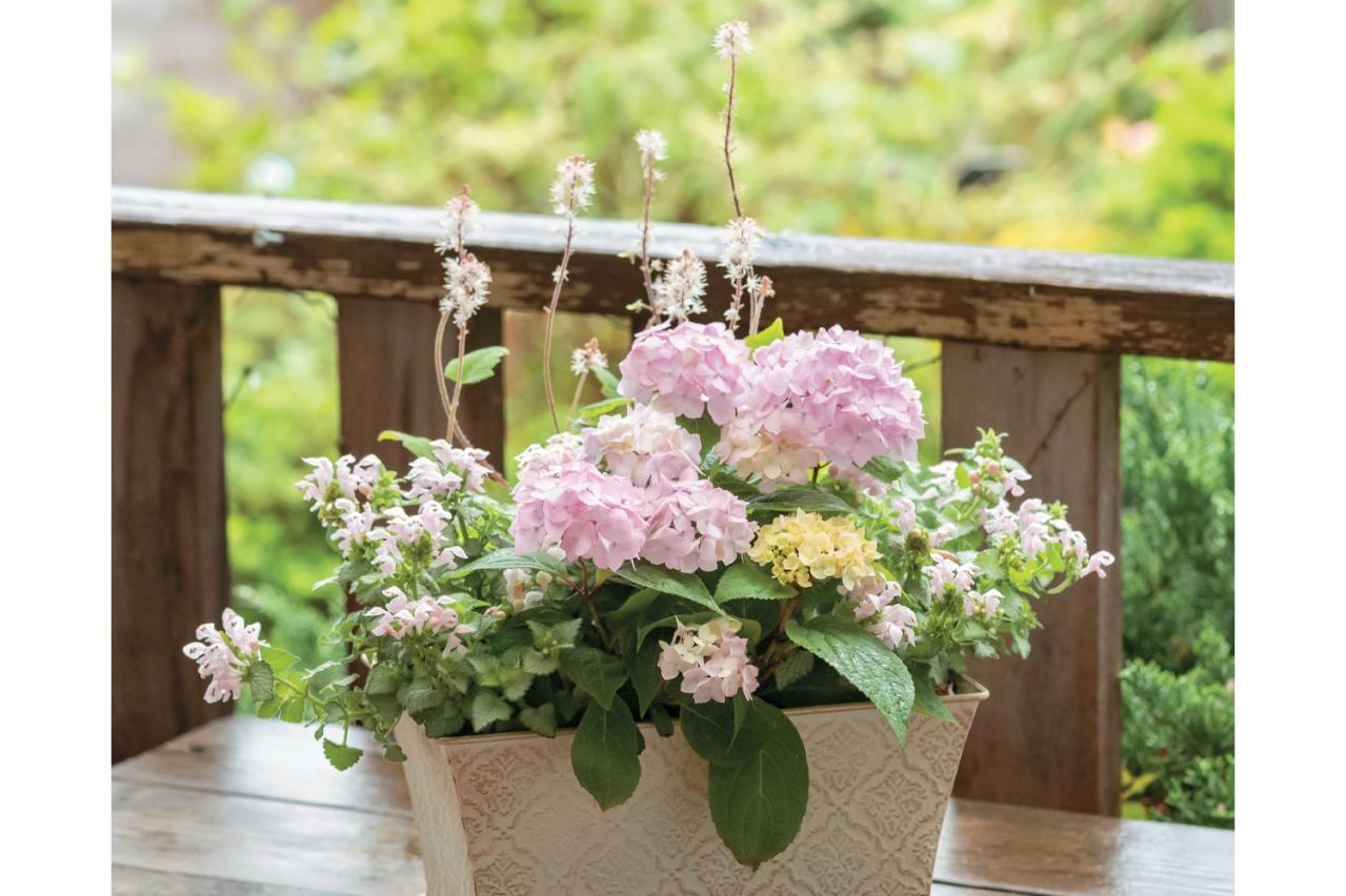 人気ガーデナー土谷ますみさんが作り方を伝授【小さなアジサイの寄せ植え】同系色でまとめてやさしげな印象に