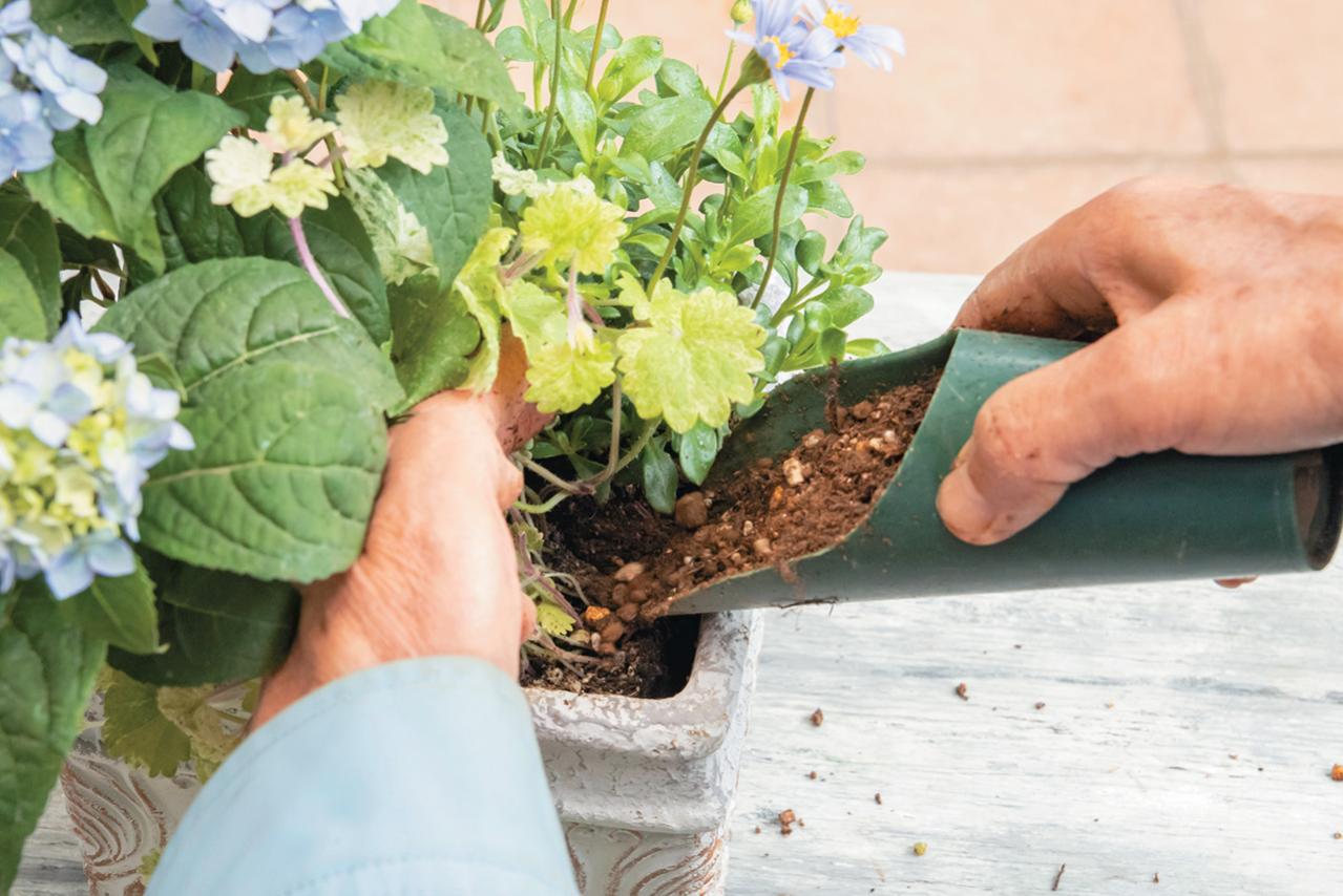 人気ガーデナー土谷ますみさんが作り方を伝授【小さなアジサイの寄せ植え】同系色でまとめてやさしげな印象に（画像20）