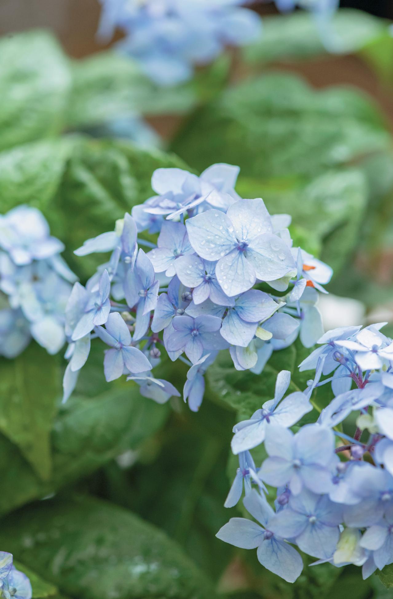 人気ガーデナー土谷ますみさんが作り方を伝授【小さなアジサイの寄せ植え】同系色でまとめてやさしげな印象に（画像23）