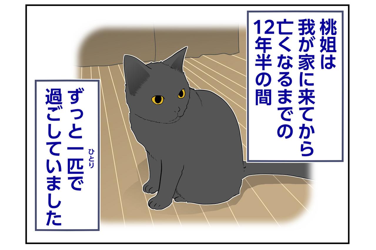 【マンガ・老猫日誌＃67】12年半おひとりさまで過ごした桃姐〜思い出の老猫日誌・桃姐と小論