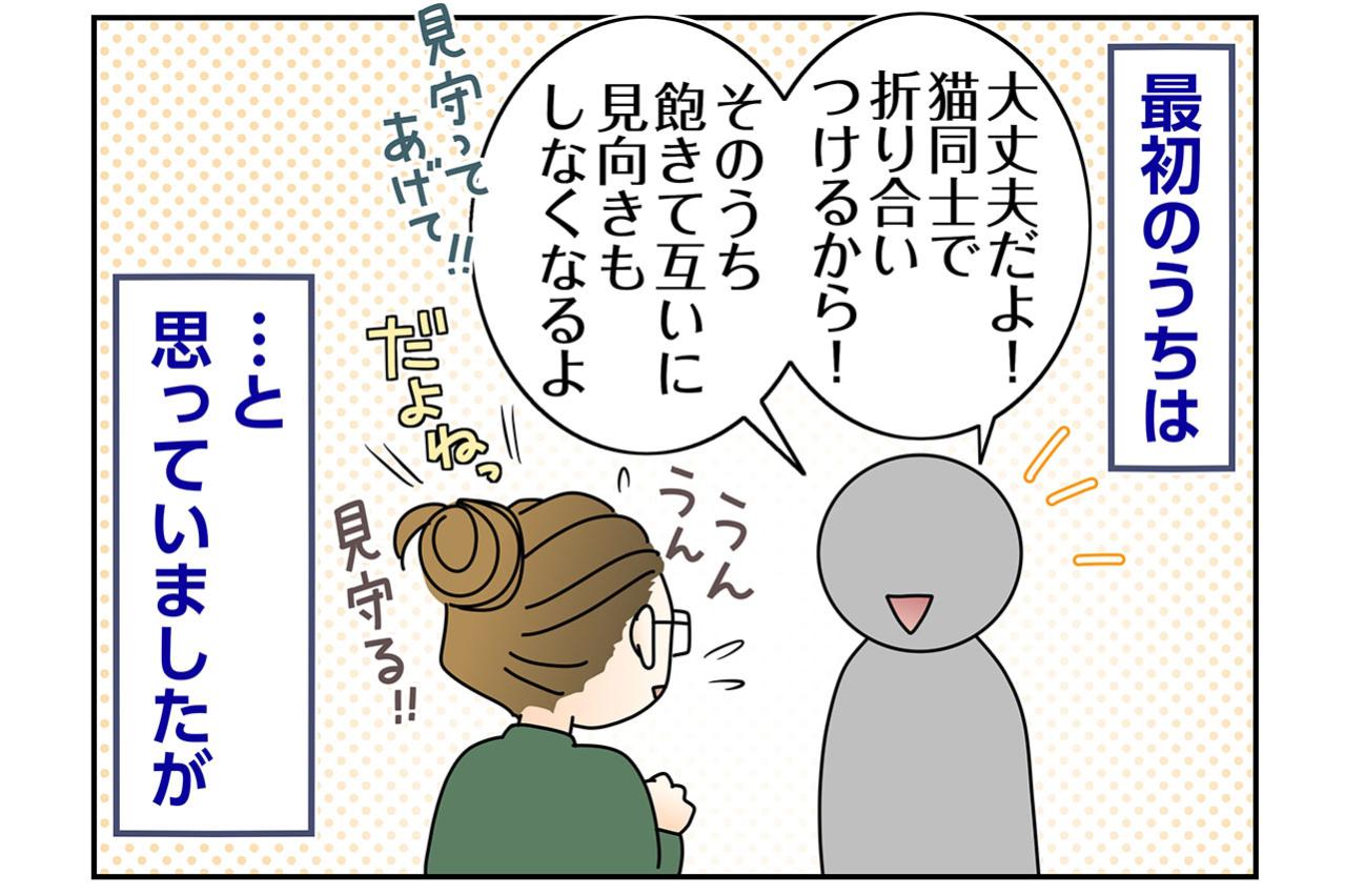 【マンガ・老猫日誌＃68】目には見えない猫たちの絆〜思い出の老猫日誌・桃姐と小論
