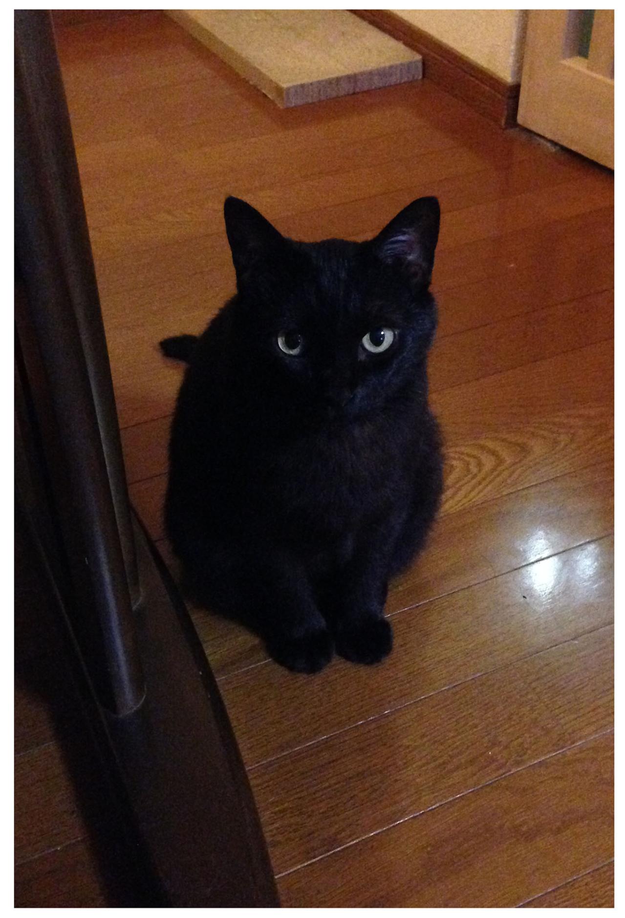 【マンガ・老猫日誌＃76】猫は吐くのが当たり前？〜思い出の老猫日誌・桃姐と小論（画像3）