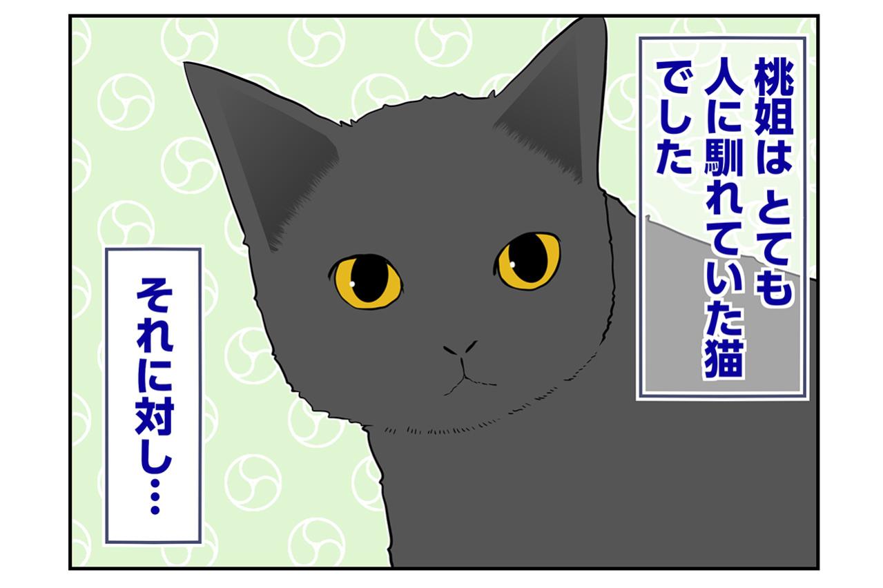 【マンガ・老猫日誌＃71】人になれてきた桃姐と猫初心者の私〜思い出の老猫日誌・桃姐と小論