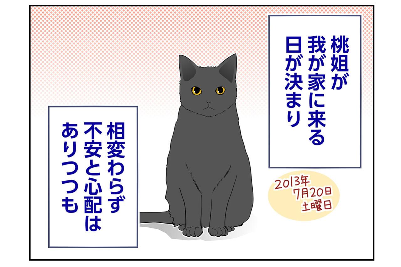 【マンガ・老猫日誌＃75】桃姐をお迎えする前日〜思い出の老猫日誌・桃姐と小論