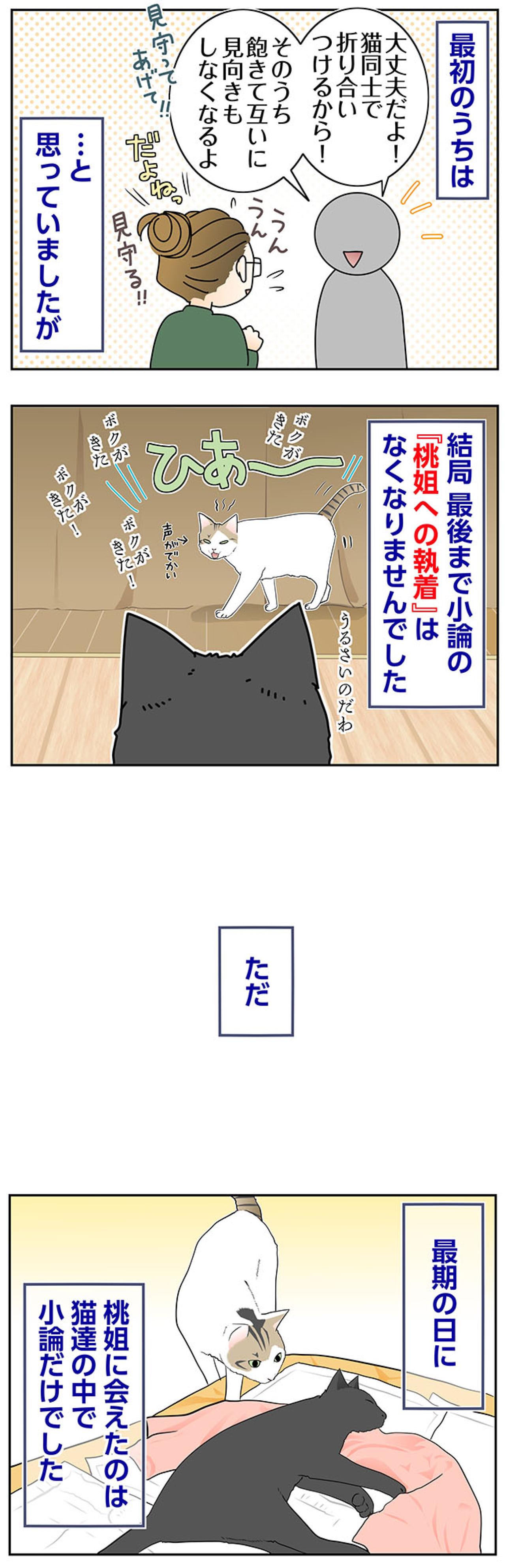 【マンガ・老猫日誌＃68】目には見えない猫たちの絆〜思い出の老猫日誌・桃姐と小論（画像2）