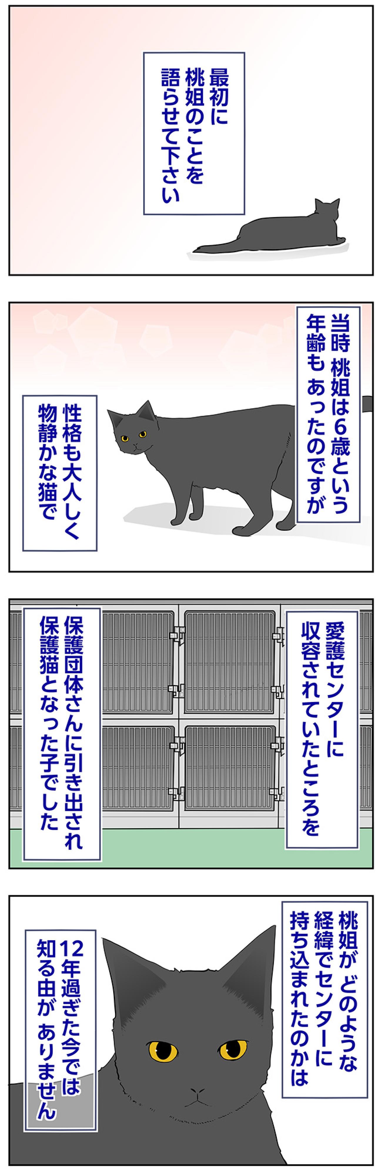 【マンガ・老猫日誌＃69】動物愛護センターでの出会い〜思い出の老猫日誌・桃姐と小論（画像2）