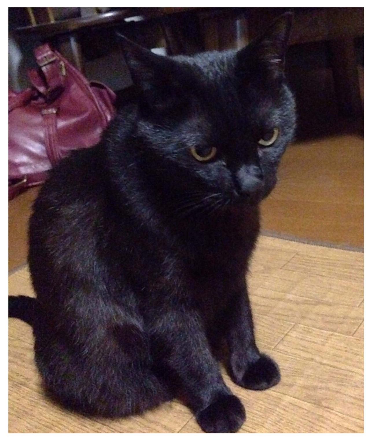 【マンガ・老猫日誌＃72】桃姐を迎える準備〜思い出の老猫日誌・桃姐と小論（画像3）