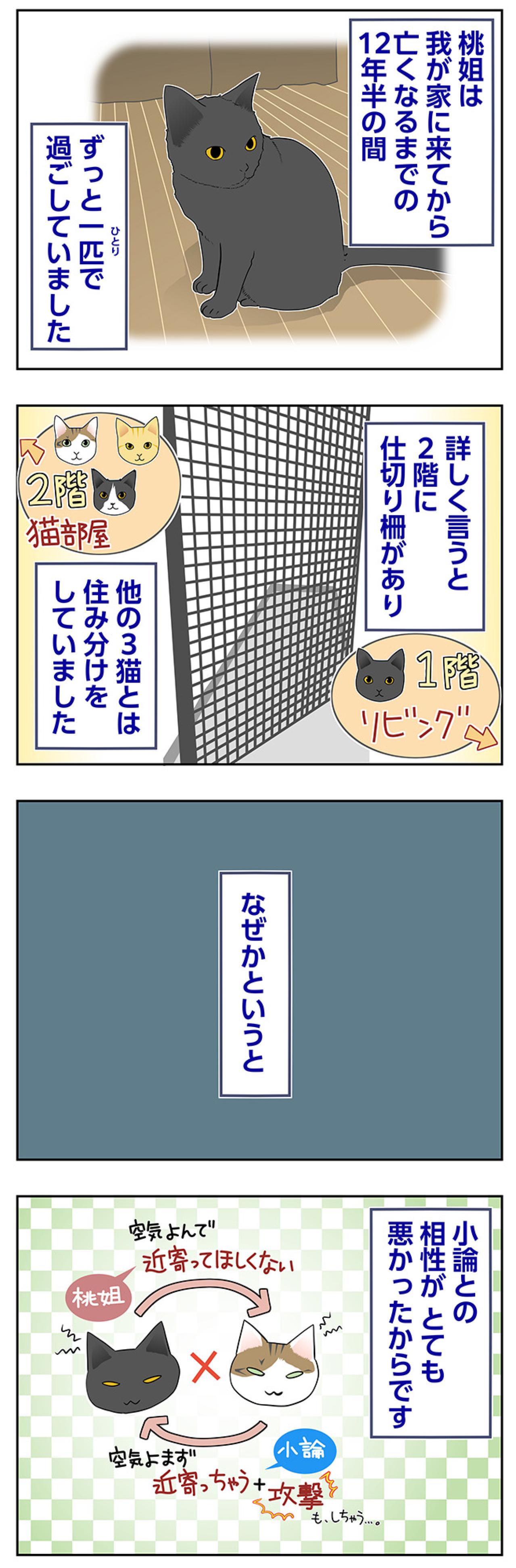 【マンガ・老猫日誌＃67】12年半おひとりさまで過ごした桃姐〜思い出の老猫日誌・桃姐と小論（画像2）