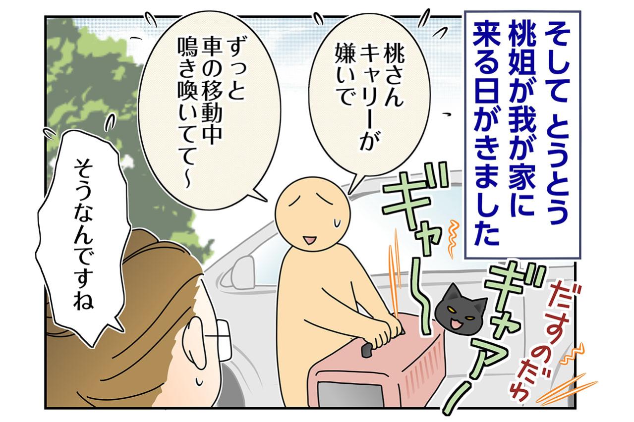 【マンガ・老猫日誌＃77】いよいよお迎え！〜思い出の老猫日誌・桃姐と小論