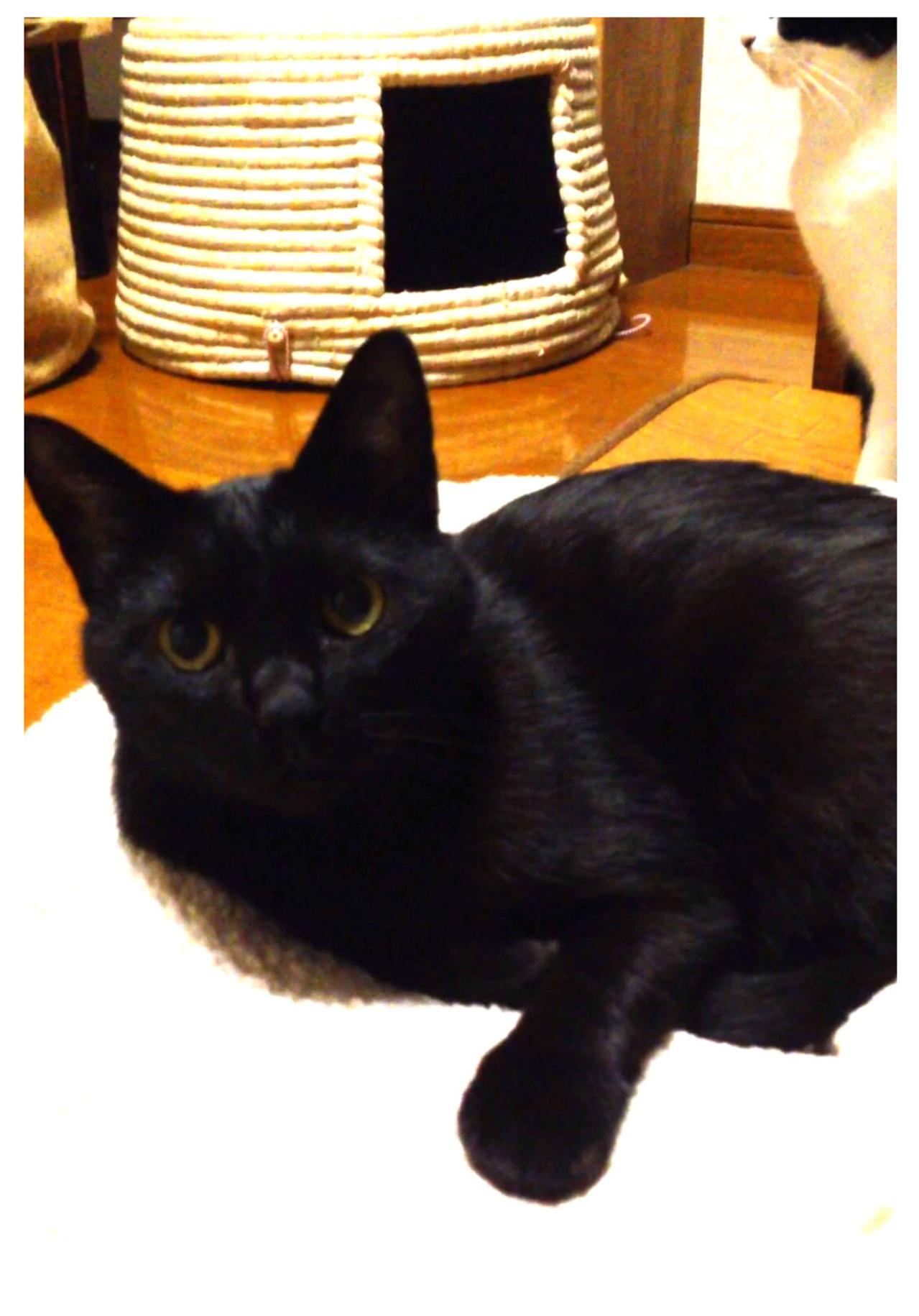 【マンガ・老猫日誌＃69】動物愛護センターでの出会い〜思い出の老猫日誌・桃姐と小論（画像3）