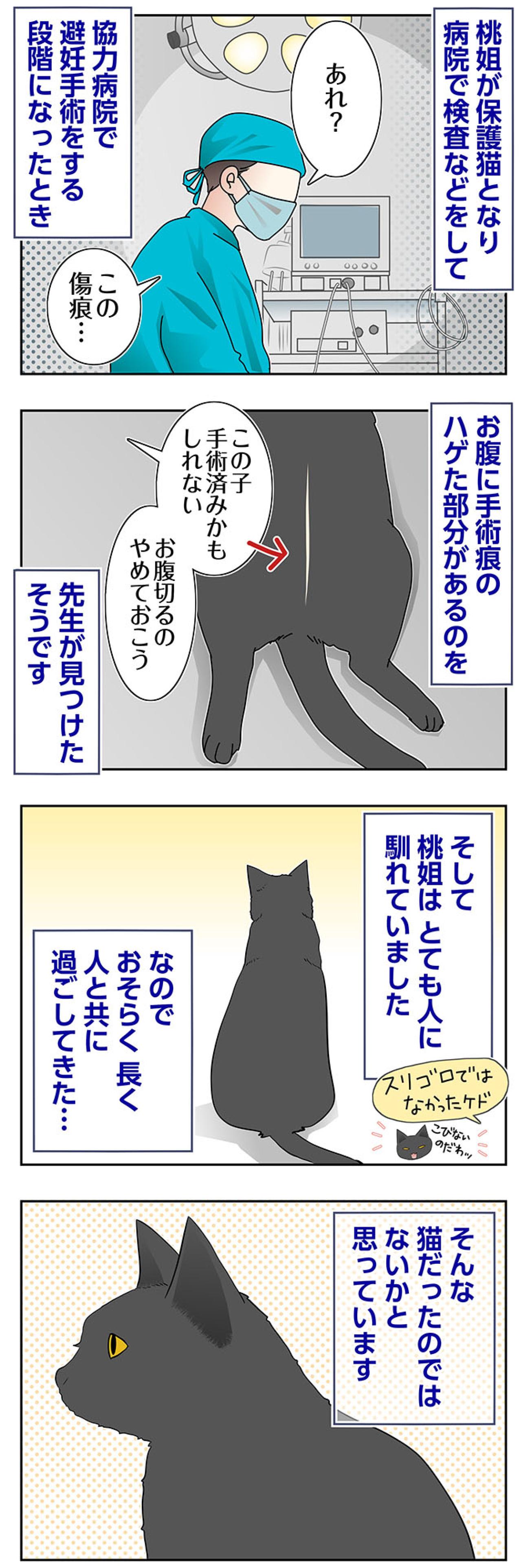 【マンガ・老猫日誌＃70】人と長く暮らしてきたのかも〜思い出の老猫日誌・桃姐と小論（画像2）